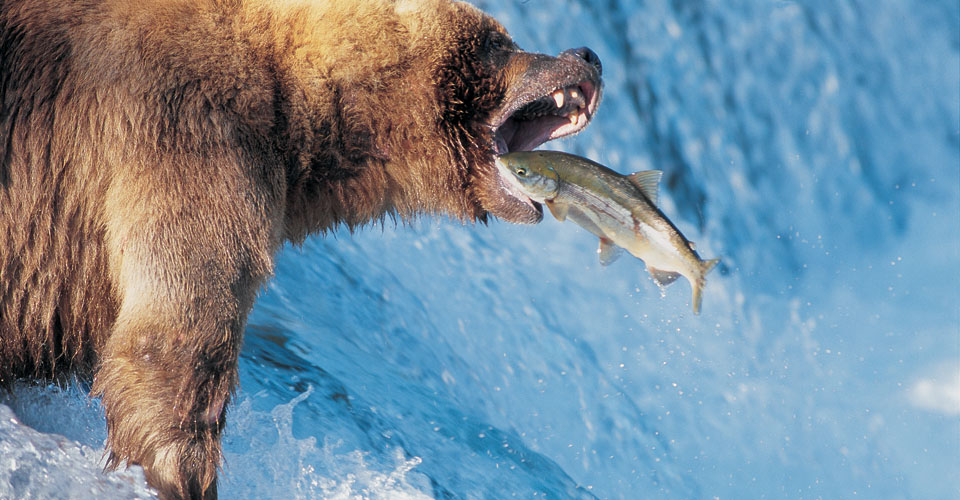 What do grizzly bears eat?