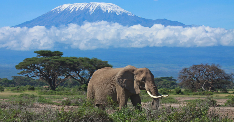 Africa-Kenya-elephants.jpg
