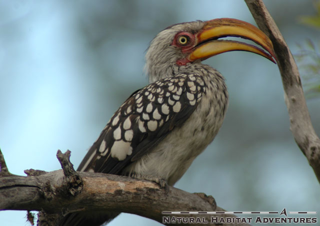 Yellow Billed Hornbill - the flying banana. Both male and female are identical, with the only marked difference being that the female has a smaller beak than the male. The male mostly ignores what the female says, so they get along.