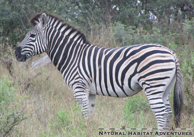 Like most members of the horse family, zebras are highly sociable. This zebra is clearly a nerd, and got kicked out of happy hour for actually using the straw to drink his gin and tonic.