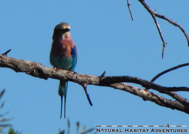 LBR dude. I bet you still call it a Lillac Breasted Roller. Thought so. You probably drink gin and tonics with a straw too.