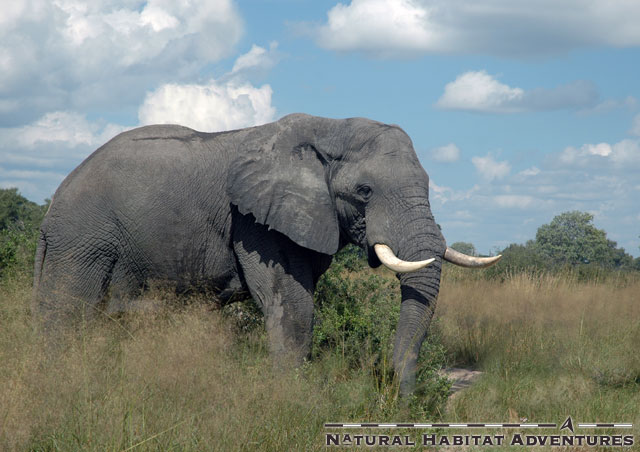 An elephant welcomes us to Vumbura Plains camp, situated in the extreme north of the Delta.