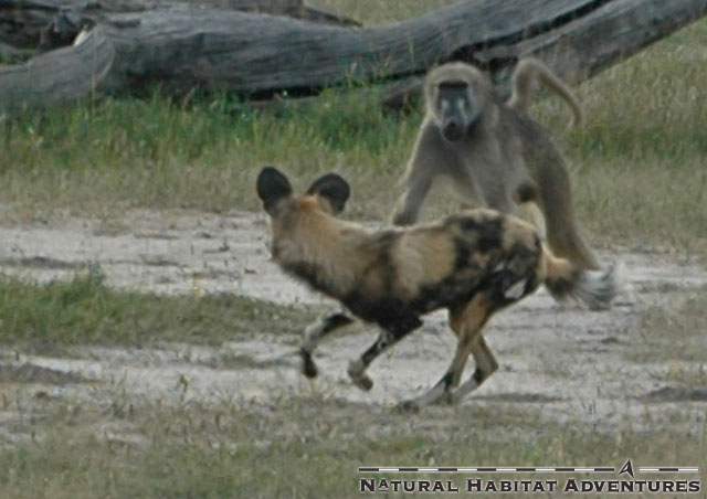 Wild Dog vs. Baboon. Discovery channel has already approached me for a pilot.
