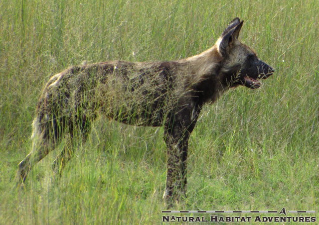 We saw a pack of twelve wild dog hunting on the north border of Duma Tau.
