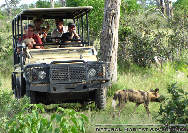The classic Defender safari vehicle design is in the midst of a total overhaul by Land Rover. Project Icon will be launched in 2012, and I have requested some added cup holders which would be convenient while watching spotted wild dog.