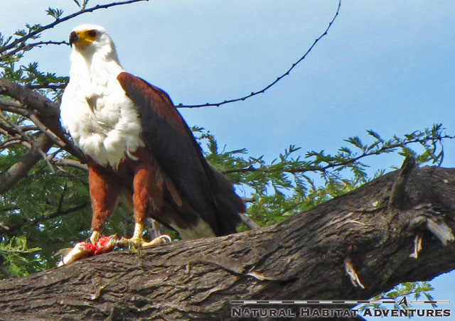 Here's a fish eagle with a successful catch. Sushi!