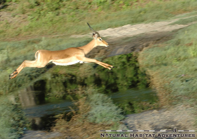 You gotta run like an antelope... out of control.