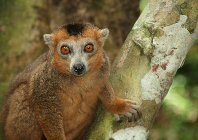 A crowned lemur happily posing for a shot.