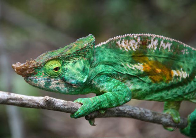 Madagascar is home to both the smallest and largest chameleons in the world. Pictured here is the Parson’s chameleon.