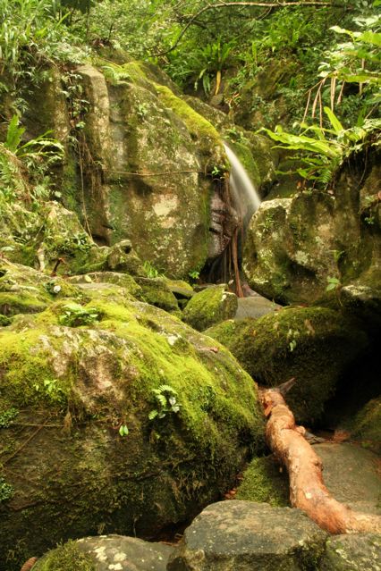 The dense, tropical lowland rainforest of the Masoala Peninsula in the northeast is one of the most biodiverse places on earth.