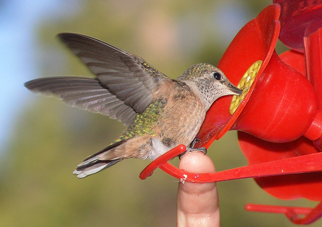 We like to camp and sometimes the hummingbirds at this campsite would land on our fingers.