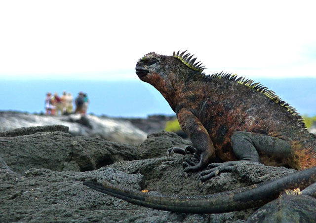 Back at ground level, the intimacy of the flora and fauna take hold.  Here a large Marine Iguana is basking in the sun as our group explores in the distance.