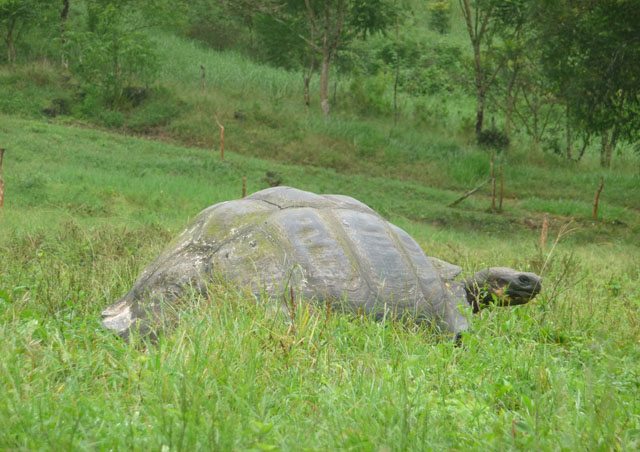 And just what kind of Galapagos slideshow doesn’t have a photo of a Giant Tortoise? 