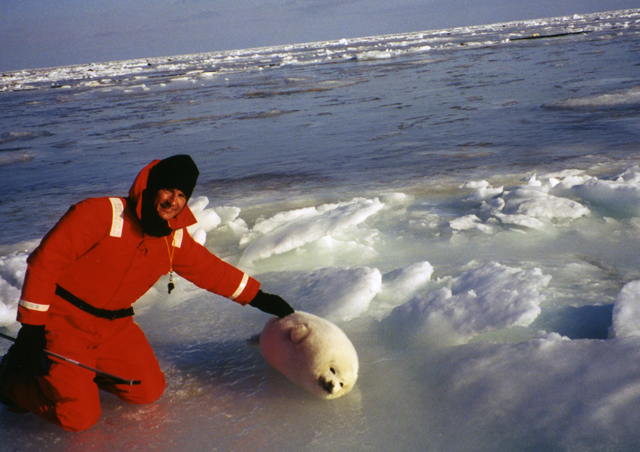 I started with Natural Habitat Adventures in 1999, as an assistant guide for our Harp Seal Expedition to the Gulf of St. Lawrence in Canada. The sensation of stepping out of the helicopter onto a frozen ice floe, and hearing nothing but the wind and the bleating sounds of those baby seals was really an unforgettable experience. I was hooked!
