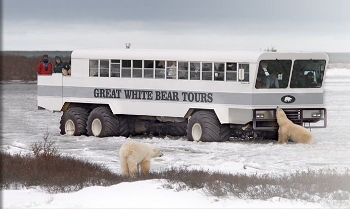 Polar Bear Tour | Churchill Polar Bears