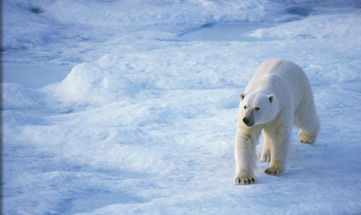 Polar-Bear-Tours-Churchill-polar-bear-ic