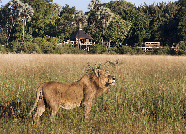 Lion Kwetsani Camp Okavango Delta Botswana Africa