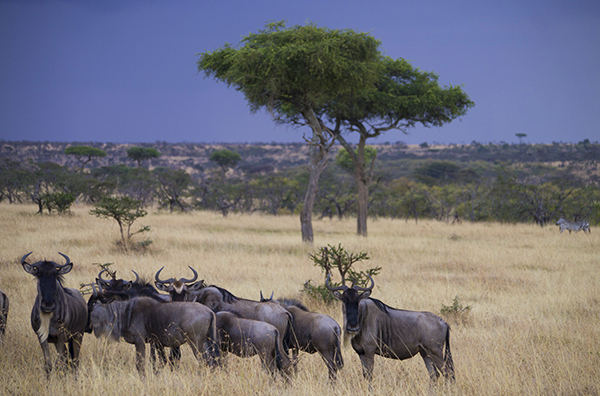 Wildebeest in East Africa
