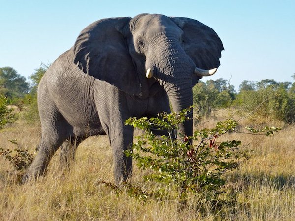 Bull elephant in Moremi Game Reserve.