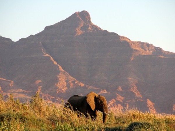 Desert elephant in Namibia 