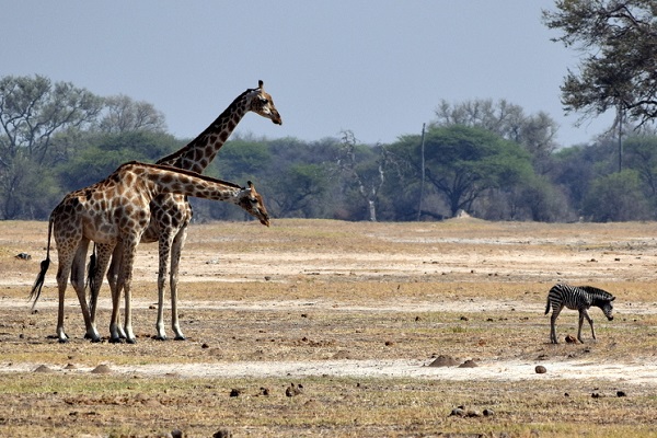 Giraffe and baby zebra in Hwange