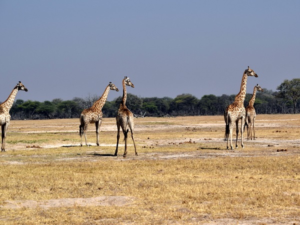 Giraffe in Hwange