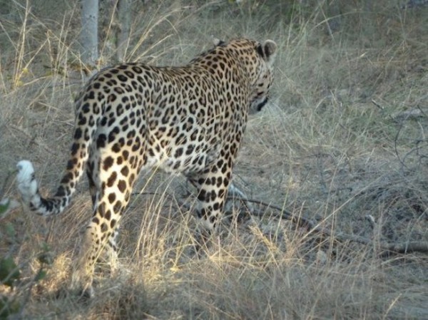 Leopard in the brush