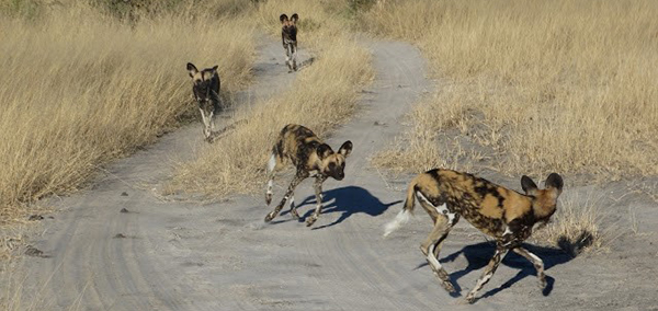 African wild dogs in the savanna