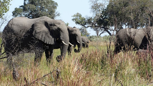 Elephants grazing in Botswana.