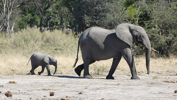 Elephant with calf in Southern Africa 