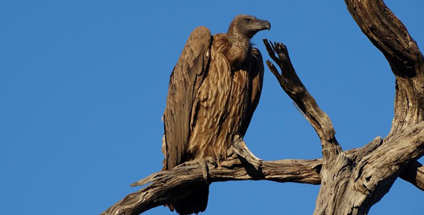 Vulture perched in a branch.