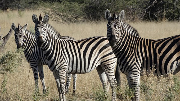 Three zebra in Southern Africa