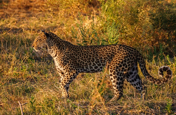 Leopard in Botswana.