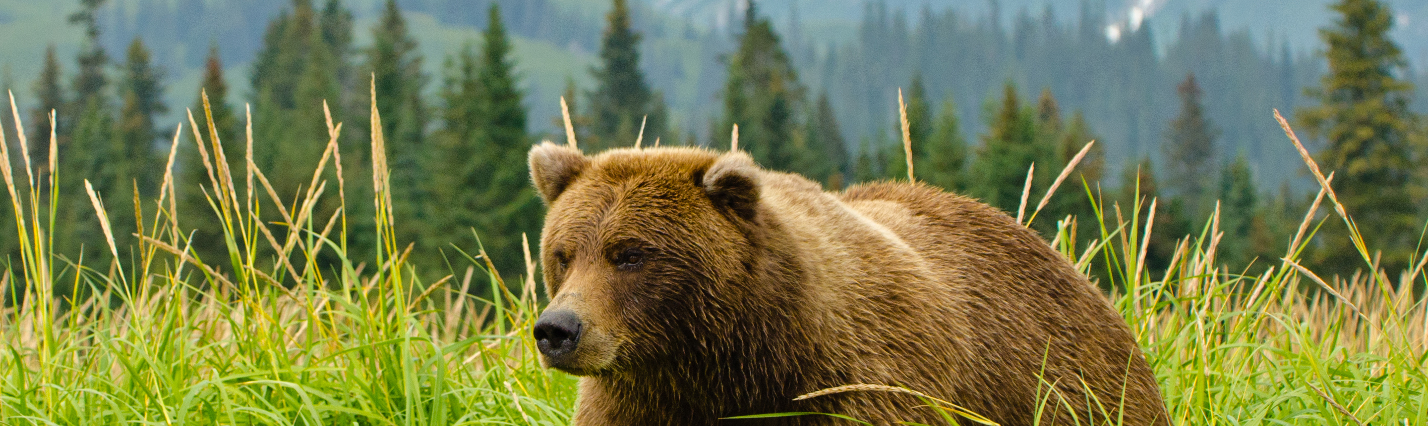 31-Year-Old Woman Dies After Being Chased By A Bear In Slovakia