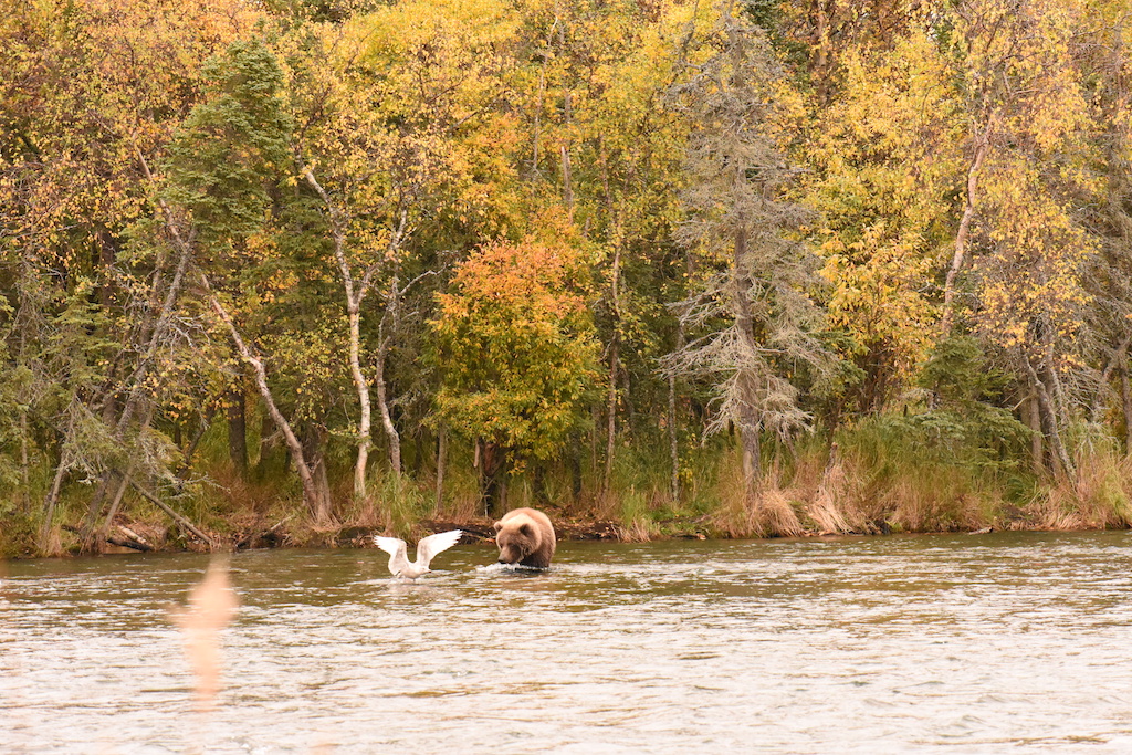 Bear in Brooks Falls in the autumn.