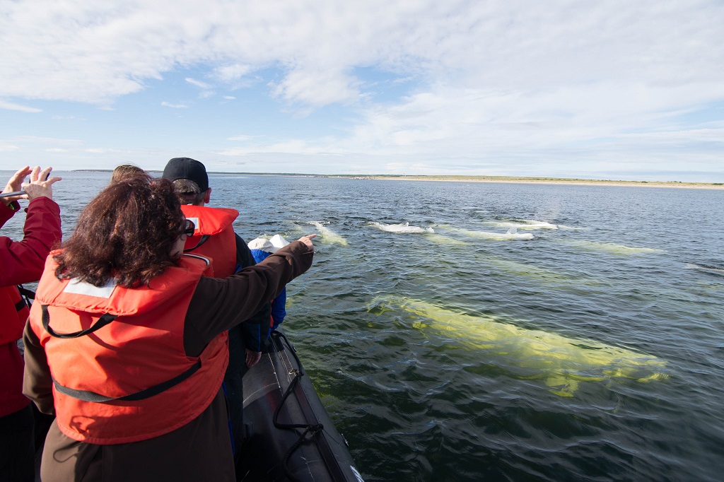 Nat Hab travelers and beluga whale migration, Churchill, Manitoba, Canada