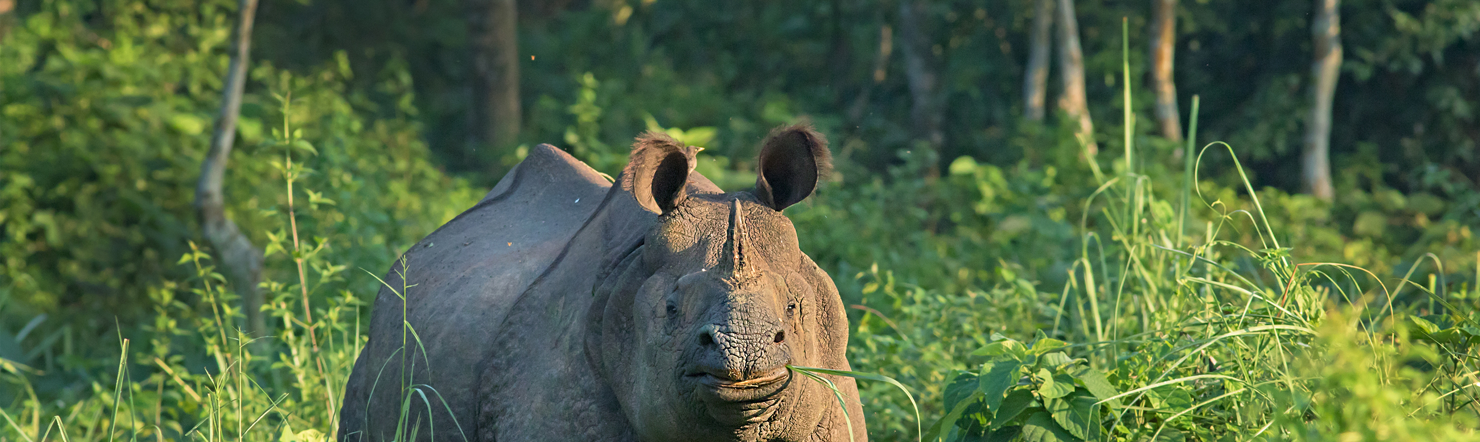 Beyond's rhino rescue efforts rewarded: Travel Weekly Asia