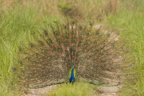 Peacock in India.