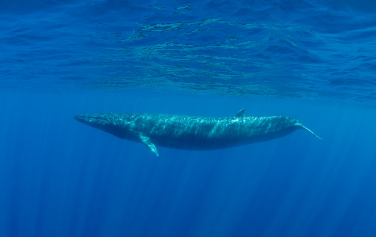 Blue Whale Facts | Sri Lanka Wildlife Guide