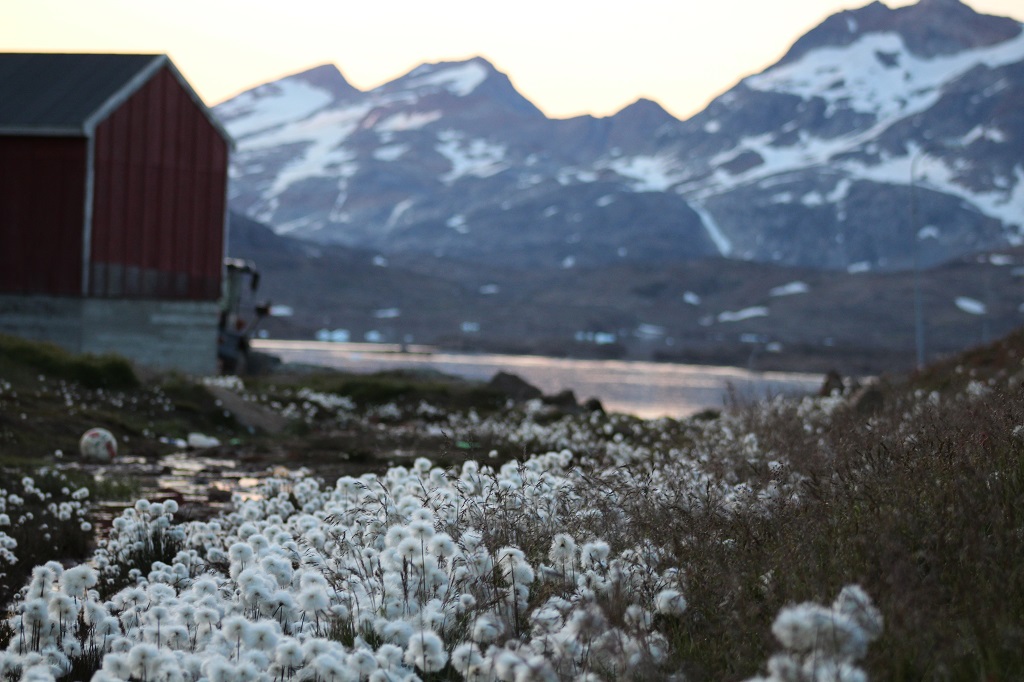 Greenland flowers.