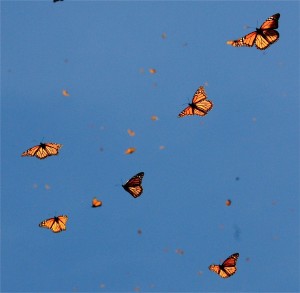 Backlit butterflies.