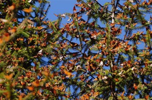 Monarchs on fir branches. 