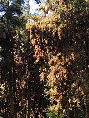 Millions of monarchs on the oyamel fir trees. 