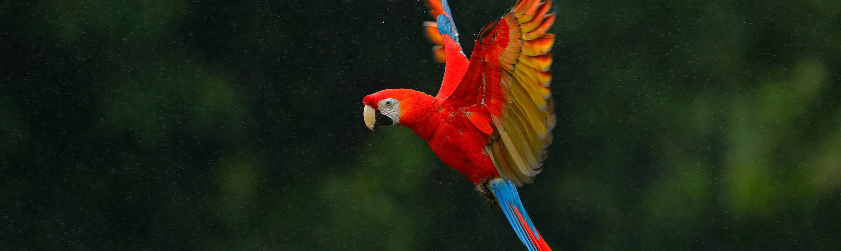 Macaw Facts Costa Rica Wildlife Guide