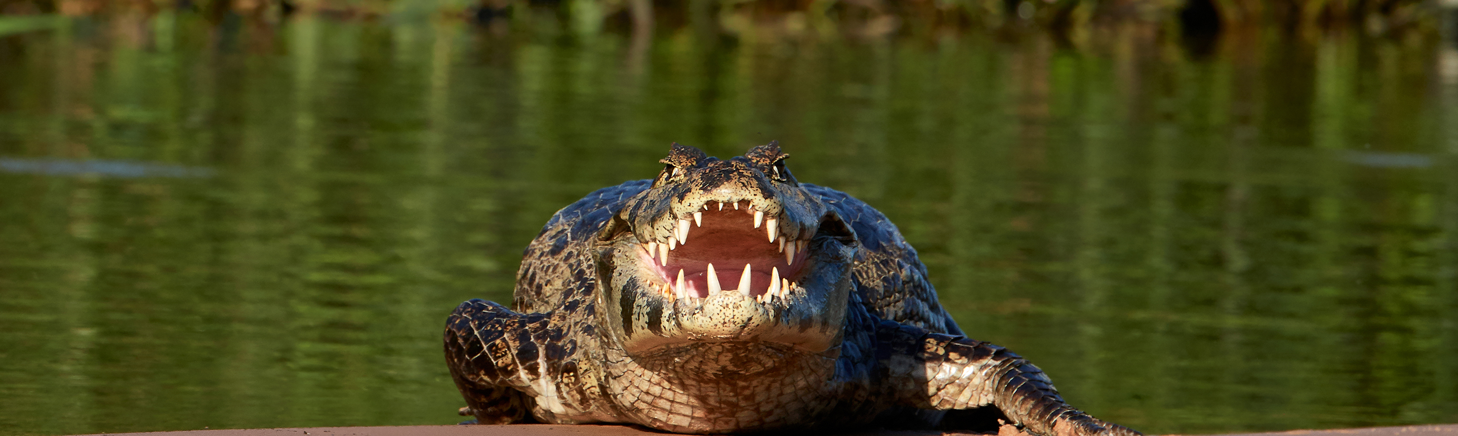 Saltwater crocodile guide: diet and where they live in the wild - Discover  Wildlife