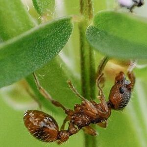 Leaf Cutter Ant, Brazil, Insect