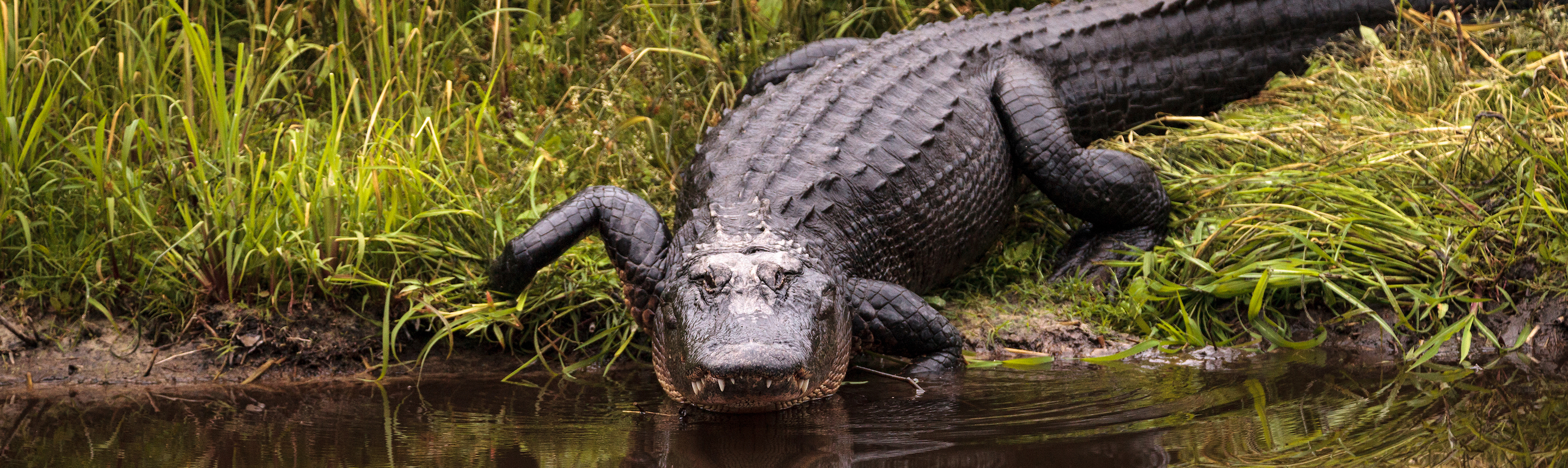 Alligator of Sweden 