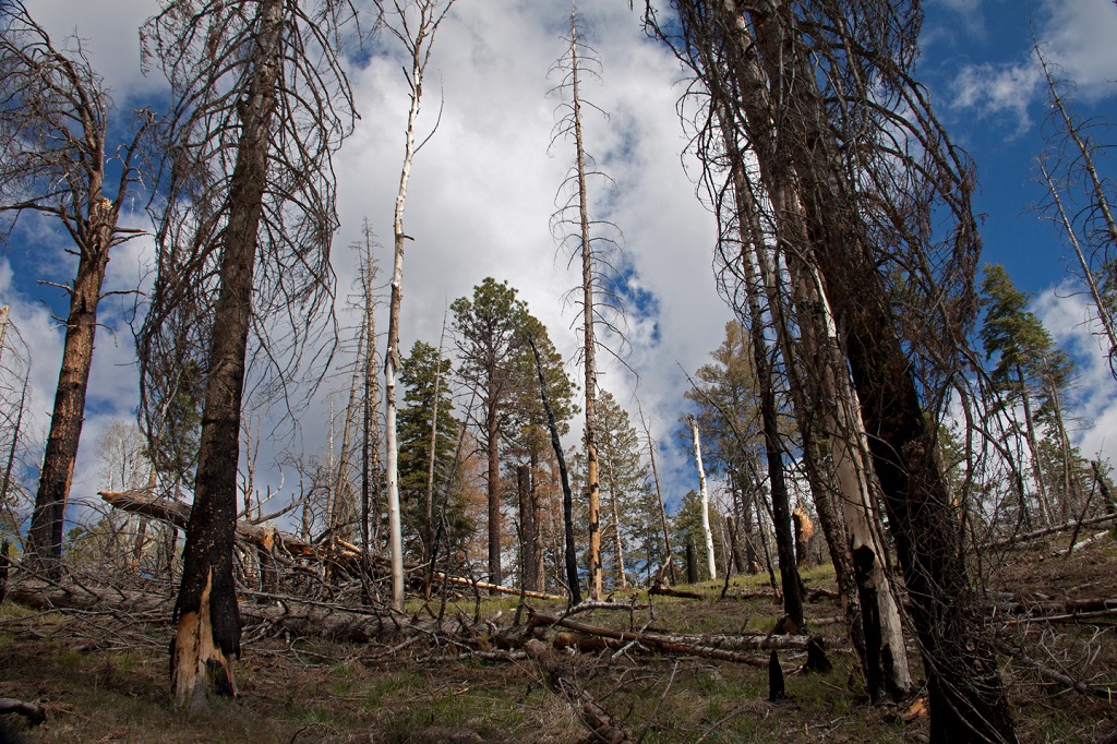 After the last smoldering of a forest fire, new growth begins. ©Candice Gaukel Andrews