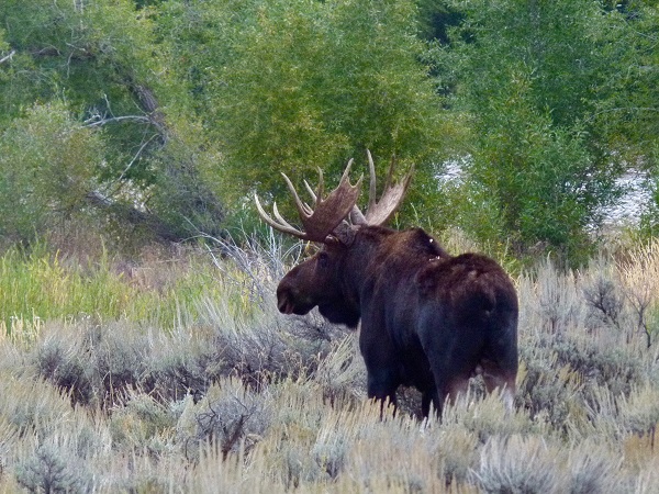 Moose in Yellowstone.