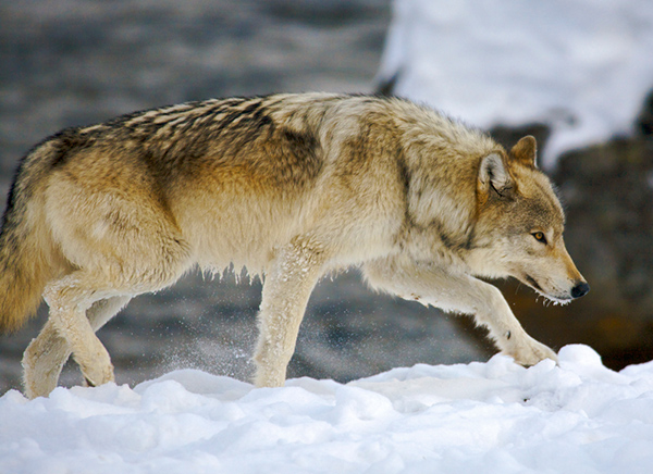 Wolves & Winter Wildlife of Yellowstone | Yellowstone National Park